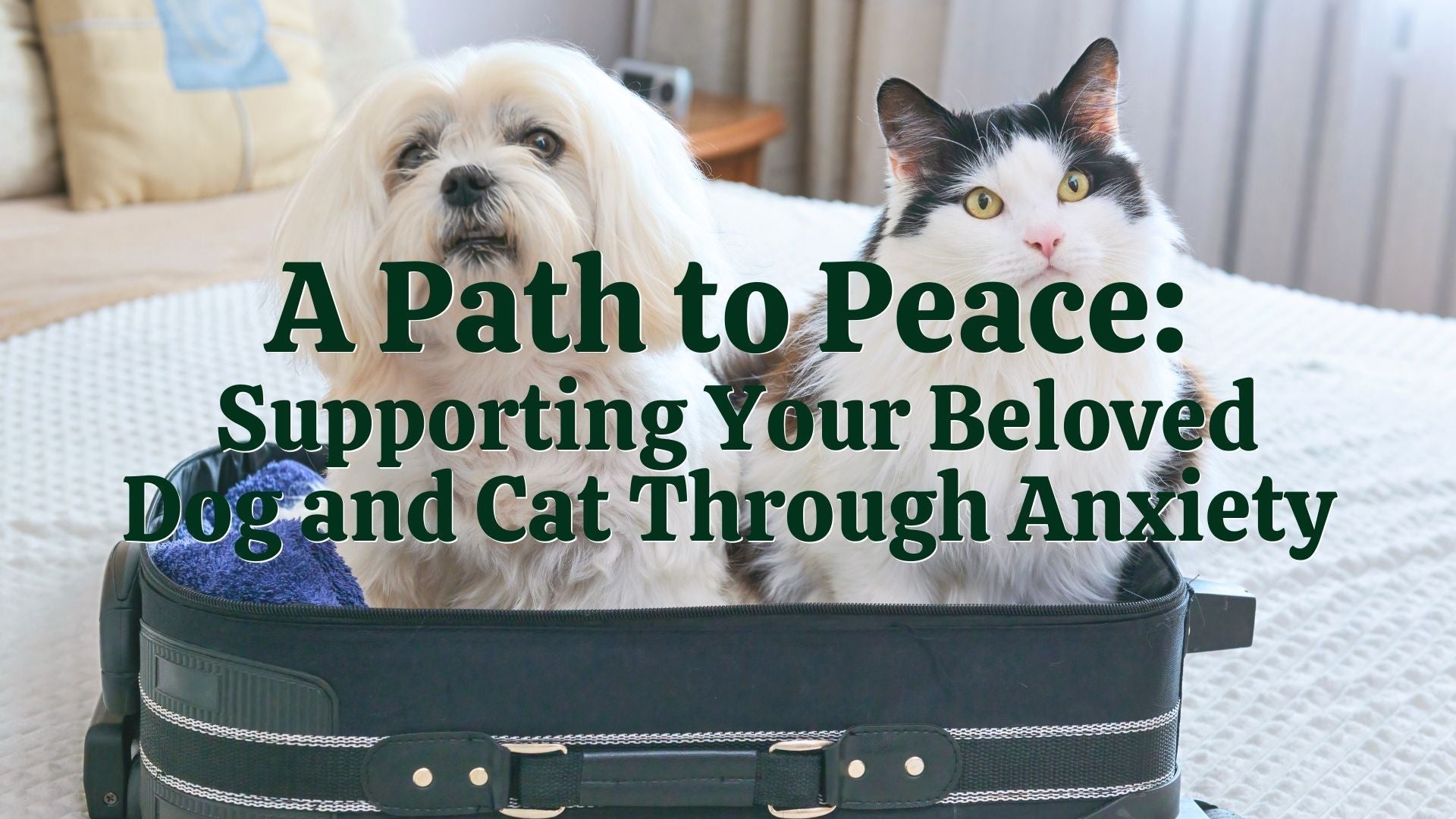 A Path to Peace: Supporting Your Beloved Dog and Cat Through Anxiety ...