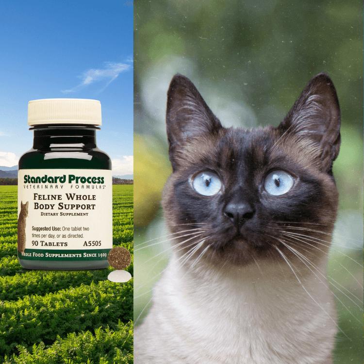 Standard process hot sale pet supplements