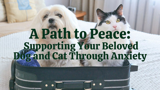 Article Feature Image: A Path to Peace: Supporting Your Beloved Dog and Cat Through Anxiety | Natural Health Gateway