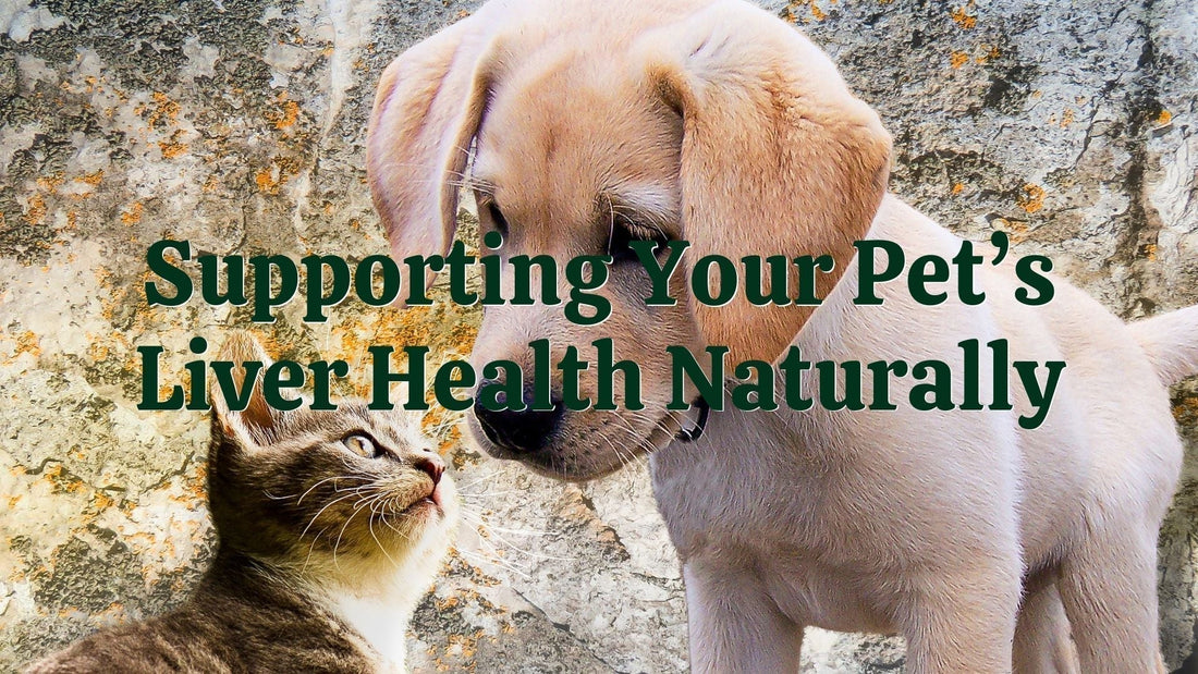 [Article] Supporting Your Pet’s Liver Health Naturally | Natural Health Gateway