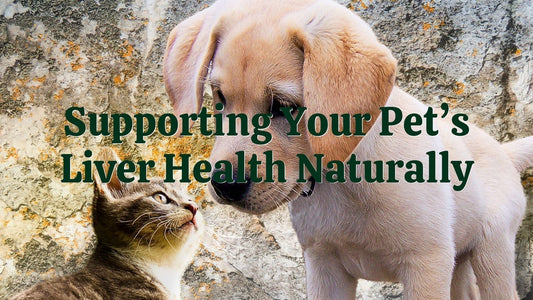 [Article] Supporting Your Pet’s Liver Health Naturally | Natural Health Gateway